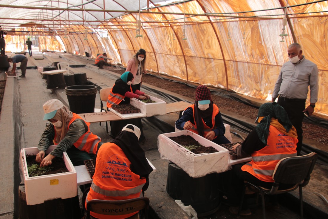 BÜYÜKŞEHİR FİDANLIĞINDA ÜRETİM HEYACANI BAŞLADI