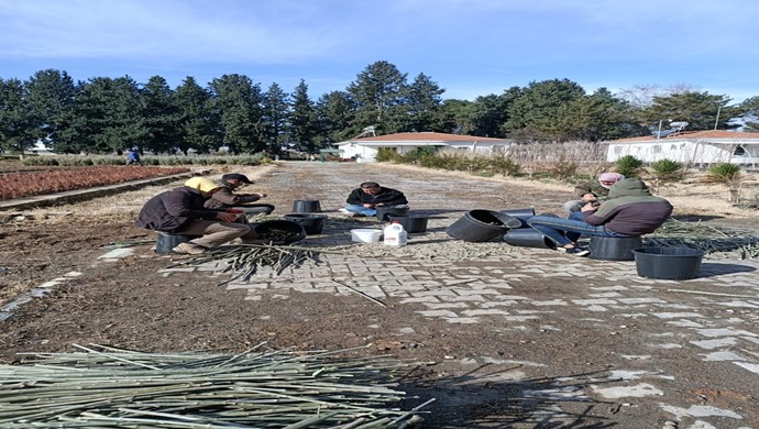 Şanlıurfa Orman Bölge Müdürlüğü tarafından zeytin ağaçları üretimi gerçekleştiriliyor